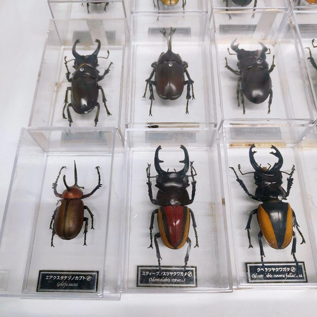 世界の昆虫 72体セット ディアゴスティーニ 標本 見本