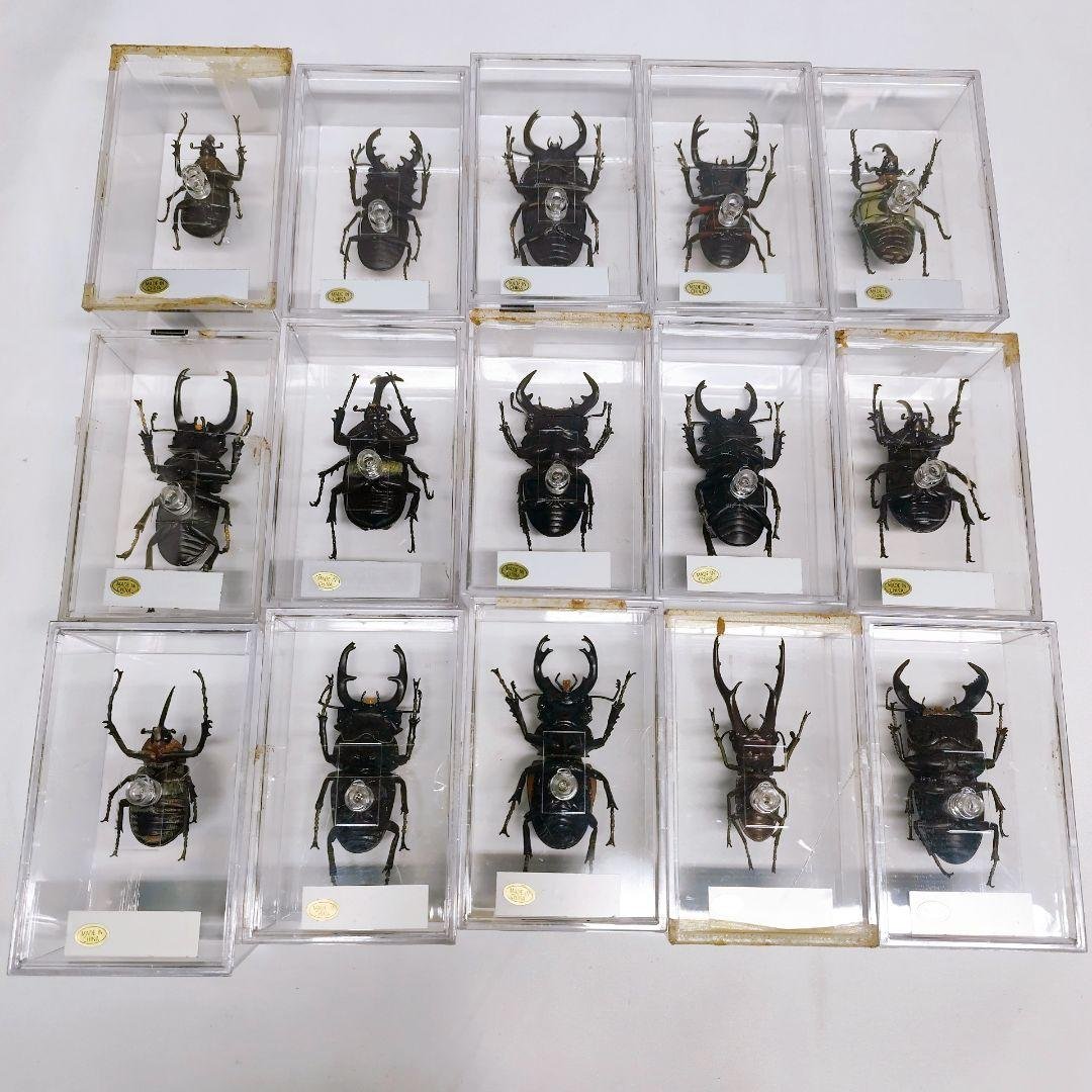 世界の昆虫 72体セット ディアゴスティーニ 標本 見本