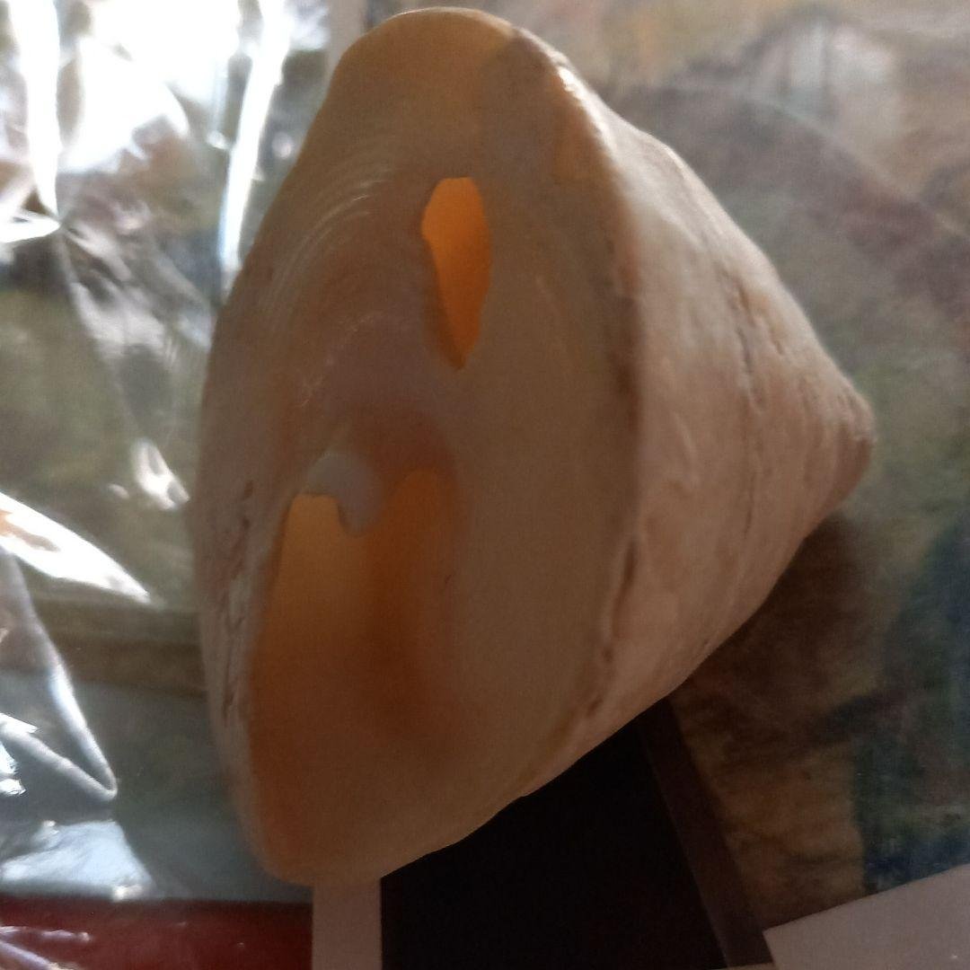 貝殻です。